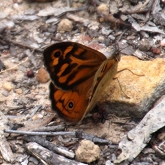 Heteronympha merope (Common Brown Butterfly) at Aranda, ACT - 22 Nov 2025 by Jennybach