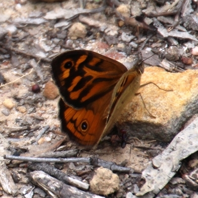 Heteronympha merope (Common Brown Butterfly) at Aranda, ACT - 22 Nov 2025 by Jennybach
