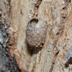 Doratifera (genus) (Cup Moth) at Hawker, ACT - 28 Nov 2025 by AlisonMilton