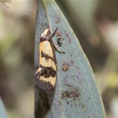 Olbonoma triptycha (Chezela Group) at Hawker, ACT - 28 Nov 2025 by AlisonMilton
