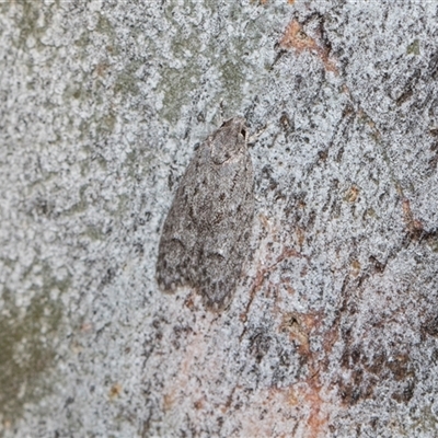 Unverified Concealer moth (Oecophoridae) at Hawker, ACT - 28 Nov 2025 by AlisonMilton