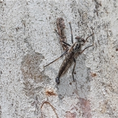 Cerdistus sp. (genus) (Slender Robber Fly) at Hawker, ACT - 28 Nov 2025 by AlisonMilton