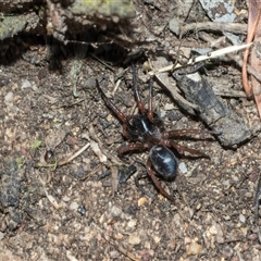 Nyssus coloripes at Hawker, ACT - 28 Nov 2025 by AlisonMilton