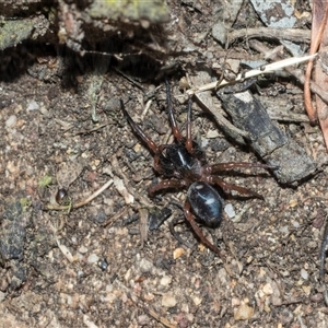 Nyssus coloripes at Hawker, ACT - 28 Nov 2025 by AlisonMilton