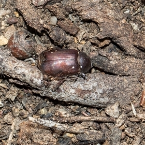 Sericesthis nigrolineata at Hawker, ACT - 28 Nov 2025 by AlisonMilton