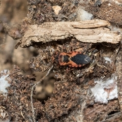 Unverified True bug (Hemiptera, Heteroptera) at Hawker, ACT - 28 Nov 2025 by AlisonMilton