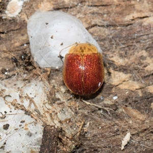 Paropsini sp. (tribe) at Hawker, ACT - 28 Nov 2025 by AlisonMilton