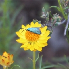 Pollanisus (genus) (A Forester Moth) at Yarralumla, ACT - 22 Nov 2025 by Jennybach