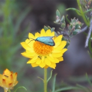 Pollanisus (genus) (A Forester Moth) at Yarralumla, ACT - 22 Nov 2025 by Jennybach