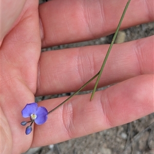 Comesperma sphaerocarpum at Krawarree, NSW - Yesterday by WalterEgo