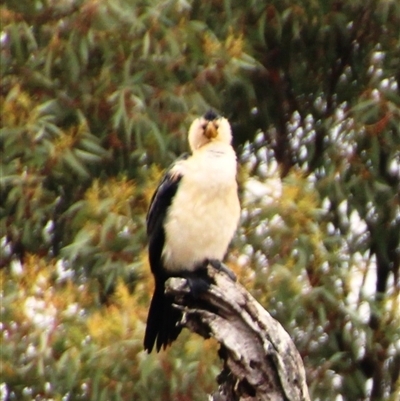 Microcarbo melanoleucos (Little Pied Cormorant) at Yarralumla, ACT - 22 Nov 2025 by Jennybach