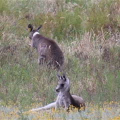 Macropus giganteus (Eastern Grey Kangaroo) at Aranda, ACT - 22 Nov 2025 by Jennybach