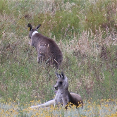 Macropus giganteus (Eastern Grey Kangaroo) at Aranda, ACT - 22 Nov 2025 by Jennybach