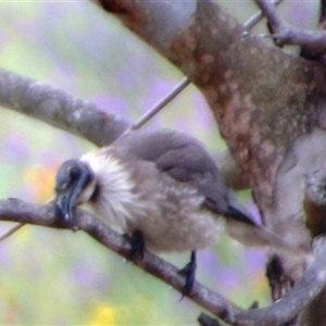 Philemon corniculatus at Aranda, ACT - 22 Nov 2025 by Jennybach