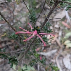 Grevillea speciosa at Berlang, NSW - 29 Nov 2025 by WalterEgo