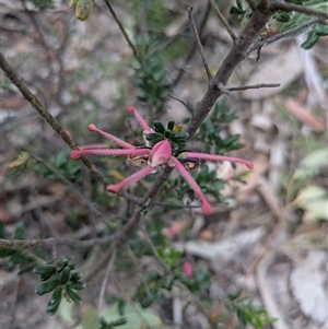Grevillea speciosa at Berlang, NSW - Yesterday by WalterEgo