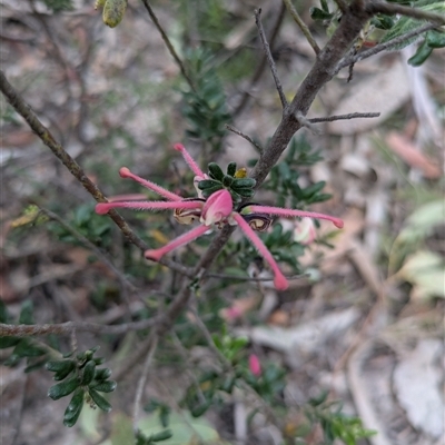 Grevillea speciosa at Berlang, NSW - 29 Nov 2025 by WalterEgo