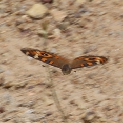 Junonia villida (Meadow Argus) at Denman Prospect, ACT - 15 Nov 2025 by Jennybach