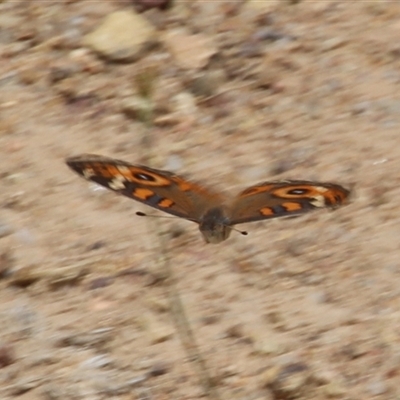 Junonia villida (Meadow Argus) at Denman Prospect, ACT - 15 Nov 2025 by Jennybach