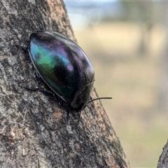 Unverified Beetle (Coleoptera) at Gungahlin, ACT - 28 Nov 2025 by chriselidie