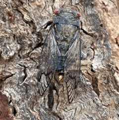 Psaltoda moerens (Redeye cicada) at Campbell, ACT - 30 Nov 2025 by simonstratford