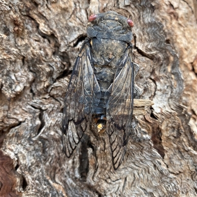 Psaltoda moerens (Redeye cicada) at Campbell, ACT - 30 Nov 2025 by simonstratford