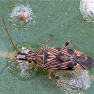 Zanessa pictulifer (Plant bug) at Gungahlin, ACT - 28 Nov 2025 by chriselidie