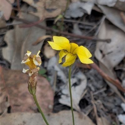 Goodenia pinnatifida (Scrambled Eggs) at Gungahlin, ACT - 28 Nov 2025 by chriselidie