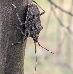 Alcaeus varicornis (Acacia shield bug) at Gungahlin, ACT - 28 Nov 2025 by chriselidie