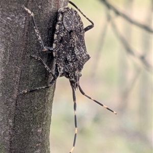 Alcaeus varicornis (Acacia shield bug) at Gungahlin, ACT - 28 Nov 2025 by chriselidie