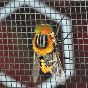 Copidapha maculiventris at Bungendore, NSW - Yesterday by inquisitive