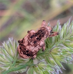 Unverified Weevil (Curculionoidea) at Franklin, ACT - 28 Nov 2025 by chriselidie
