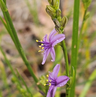 Caesia calliantha (Blue Grass-lily) at Hawker, ACT - 30 Nov 2025 by sangio7