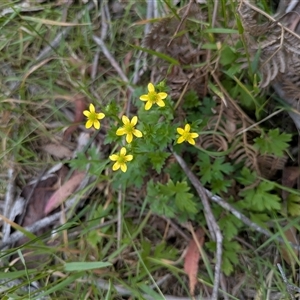 Ranunculus sp. at Krawarree, NSW - Yesterday by WalterEgo
