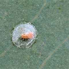 Unverified Psyllid, lerp, aphid or whitefly (Hemiptera, several families) at Gungahlin, ACT - 28 Nov 2025 by chriselidie