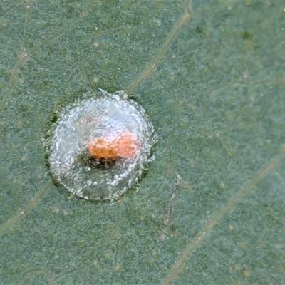 Unverified Psyllid, lerp, aphid or whitefly (Hemiptera, several families) at Gungahlin, ACT - 28 Nov 2025 by chriselidie