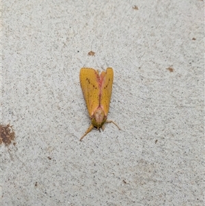 Aenetus eximia at Kioloa, NSW - 21 Nov 2025 by AnnaR