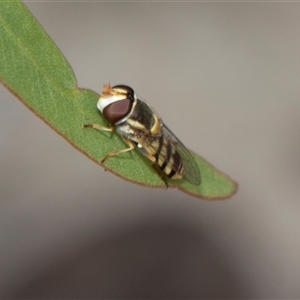 Melangyna viridiceps at Hawker, ACT - 28 Nov 2025 by AlisonMilton