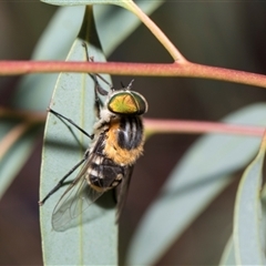 Copidapha maculiventris at Hawker, ACT - 28 Nov 2025 by AlisonMilton