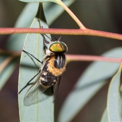 Copidapha maculiventris at Hawker, ACT - 28 Nov 2025 by AlisonMilton