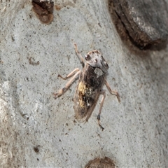 Stenocotis depressa (Leafhopper) at Hawker, ACT - 28 Nov 2025 by AlisonMilton