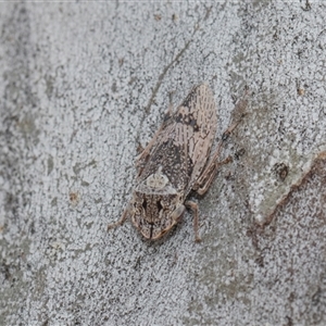 Stenocotis depressa (Leafhopper) at Hawker, ACT - 28 Nov 2025 by AlisonMilton