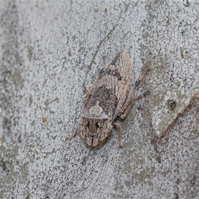 Stenocotis depressa (Leafhopper) at Hawker, ACT - 28 Nov 2025 by AlisonMilton