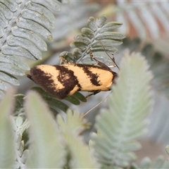 Olbonoma triptycha (Chezela Group) at Hawker, ACT - 28 Nov 2025 by AlisonMilton