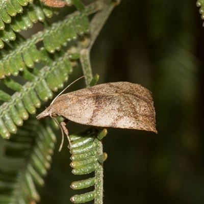 Tortricopsis euryphanella (A Concealer moth (Wingia group)) at Hawker, ACT - 28 Nov 2025 by AlisonMilton