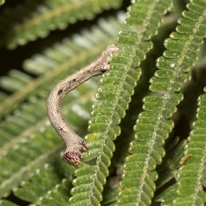 Unverified Geometer moth (Geometridae) at Hawker, ACT - 28 Nov 2025 by AlisonMilton