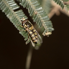 Melangyna viridiceps at Hawker, ACT - 28 Nov 2025 by AlisonMilton