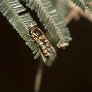 Melangyna viridiceps at Hawker, ACT - 28 Nov 2025 by AlisonMilton