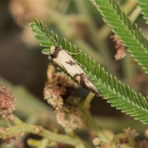 Olbonoma triptycha at Hawker, ACT - 28 Nov 2025 by AlisonMilton