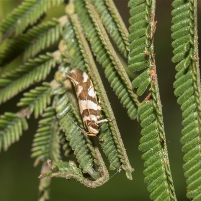 Macrobathra desmotoma ( A Cosmet moth) at Hawker, ACT - 28 Nov 2025 by AlisonMilton